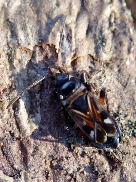 Lygaeidae: Raglius alboacuminatus del Veneto (TV)